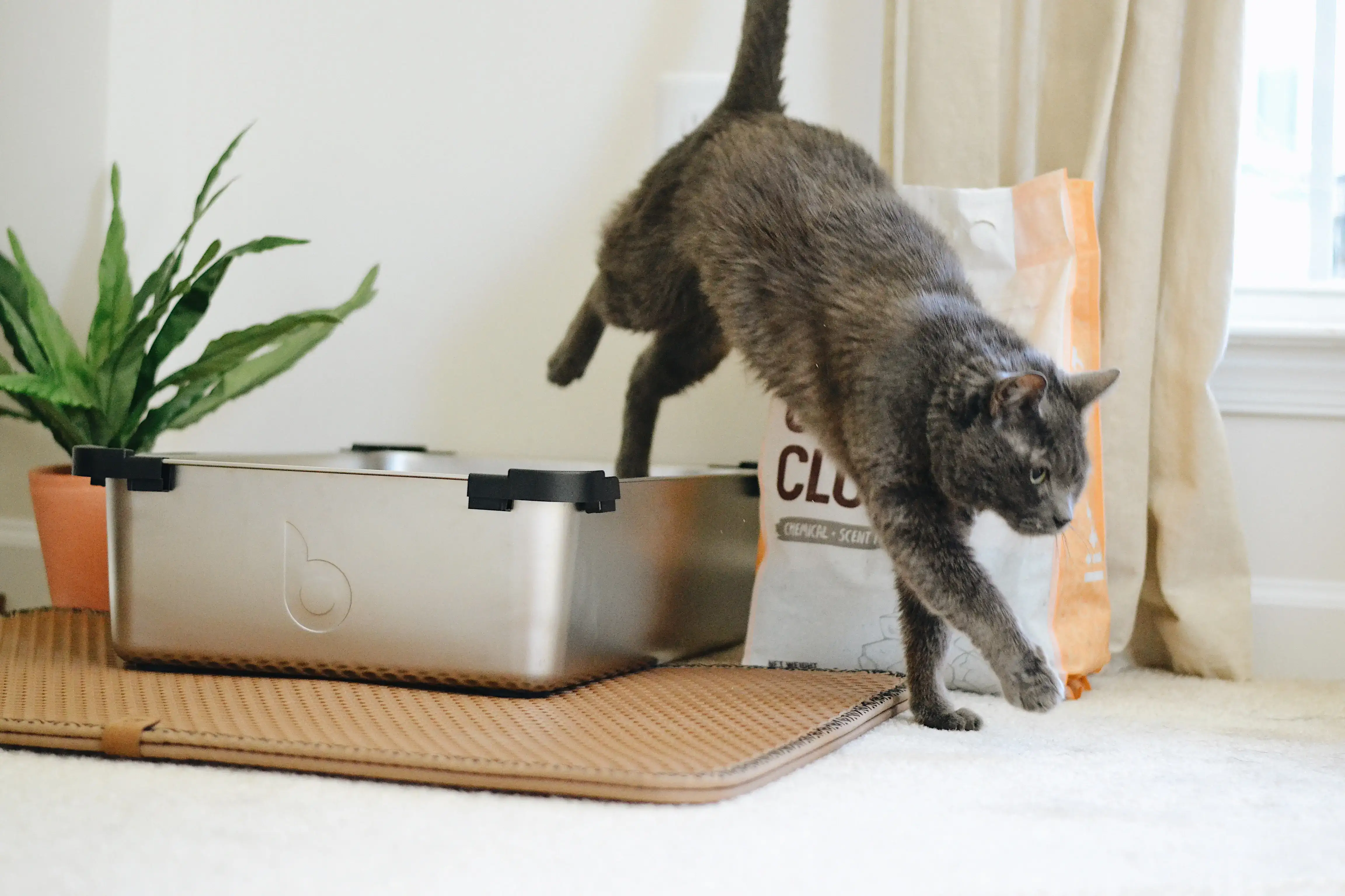 Combien de fois un chat fait pipi par jour